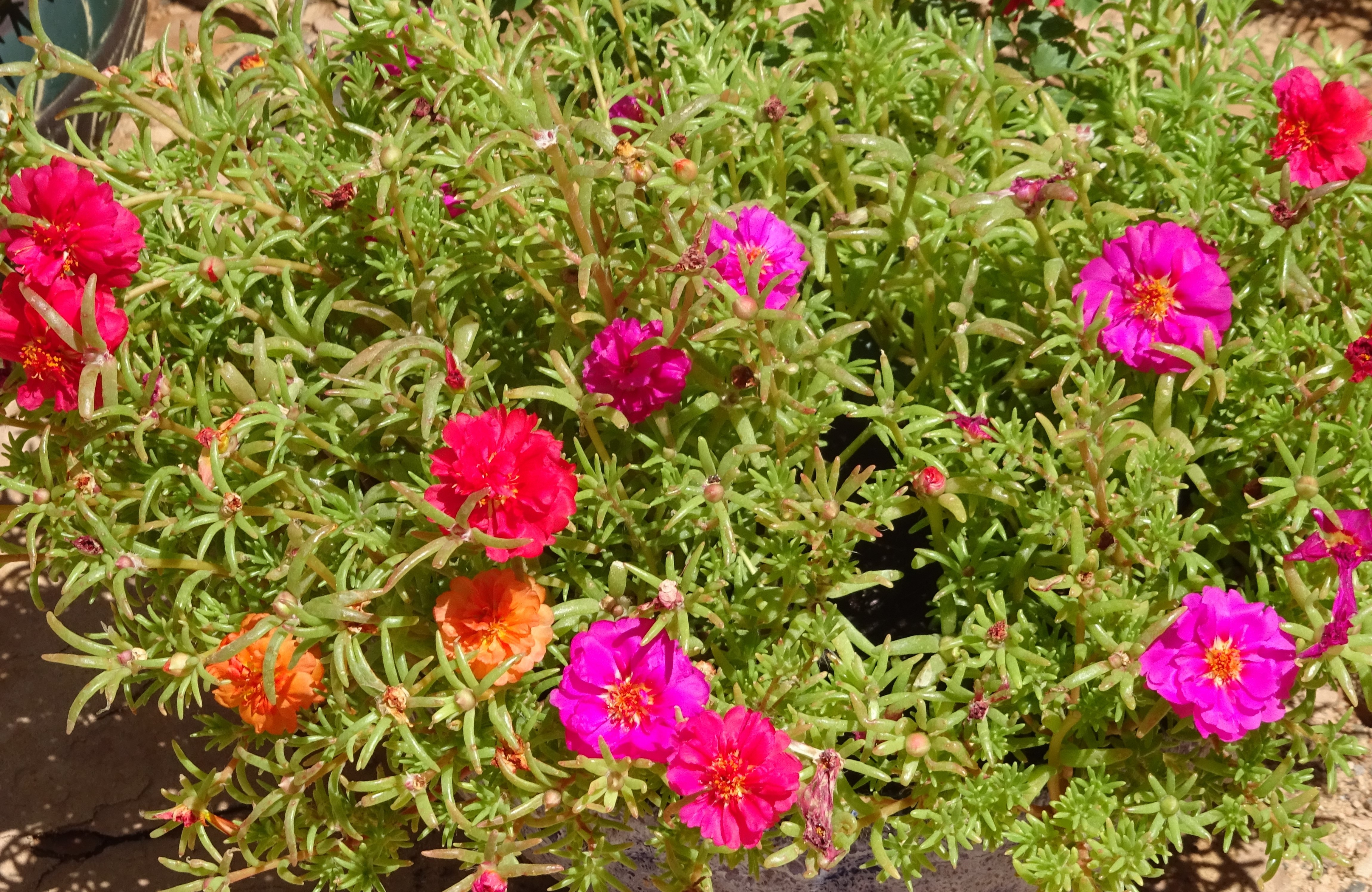 The Mind of a Blossom – Contemplation Garden